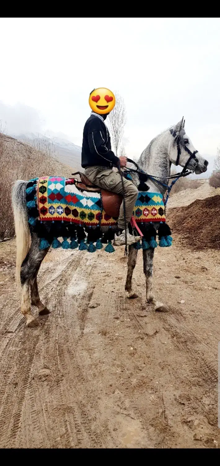 نریان عرب یسر|اسب و تجهیزات اسب‌سواری|ارومیه, |دیوار