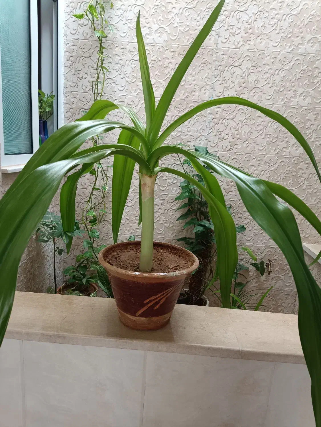 گل سوسن|گل و گیاه طبیعی|اردکان, |دیوار
