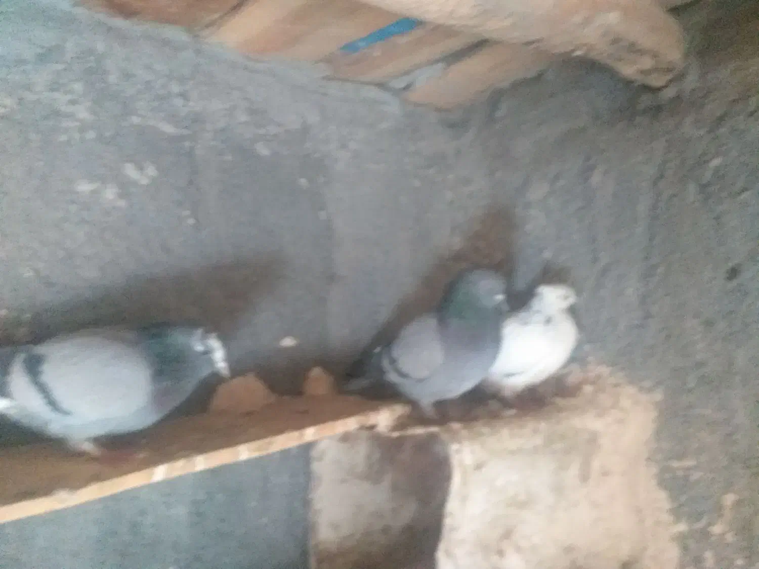 کبوتر|پرنده|فرخ‌شهر, |دیوار