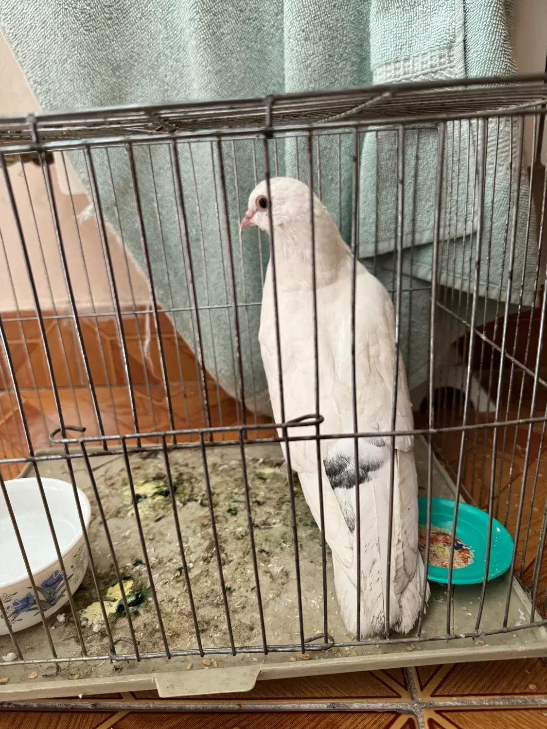 کبوتر(رایگان)|پرنده|تبریز, |دیوار