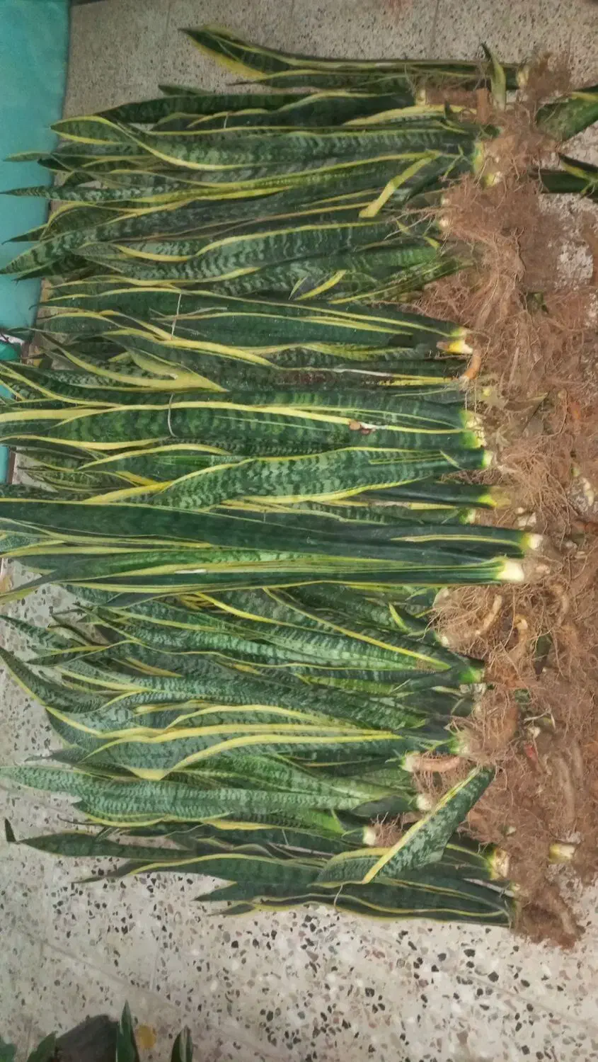 حراجی سانسوریا|گل و گیاه طبیعی|شیروان (خراسان), |دیوار