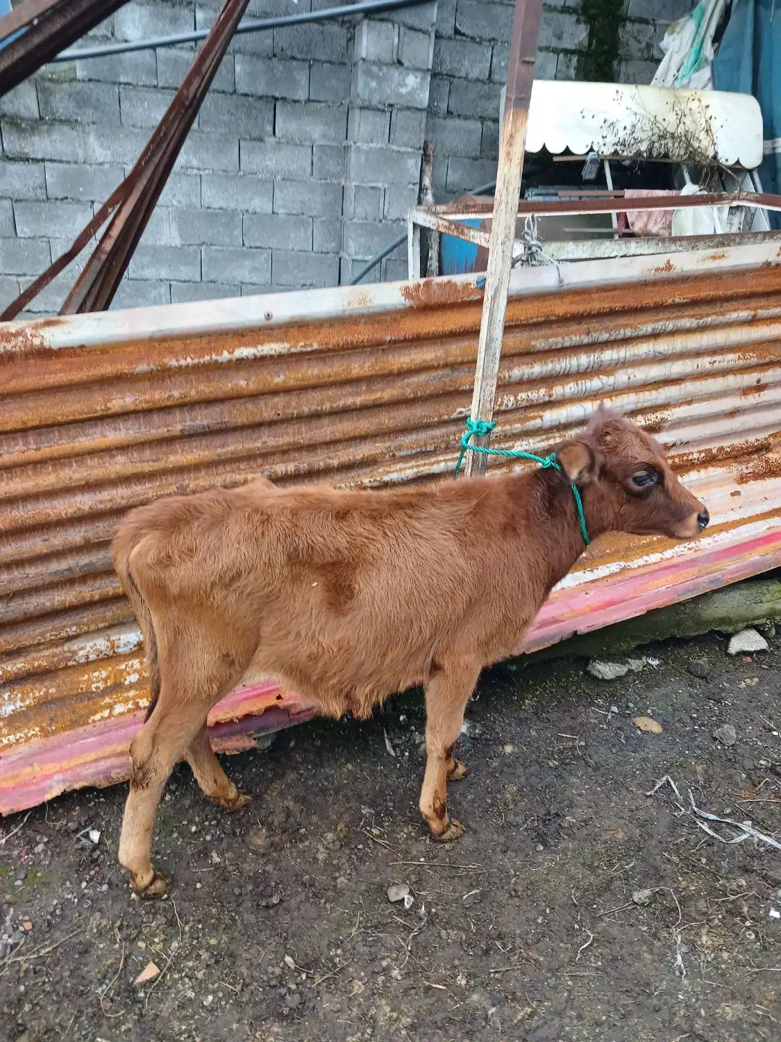 فروشدوراس گوساله سرابی اصل|حیوانات مزرعه|حویق, |دیوار