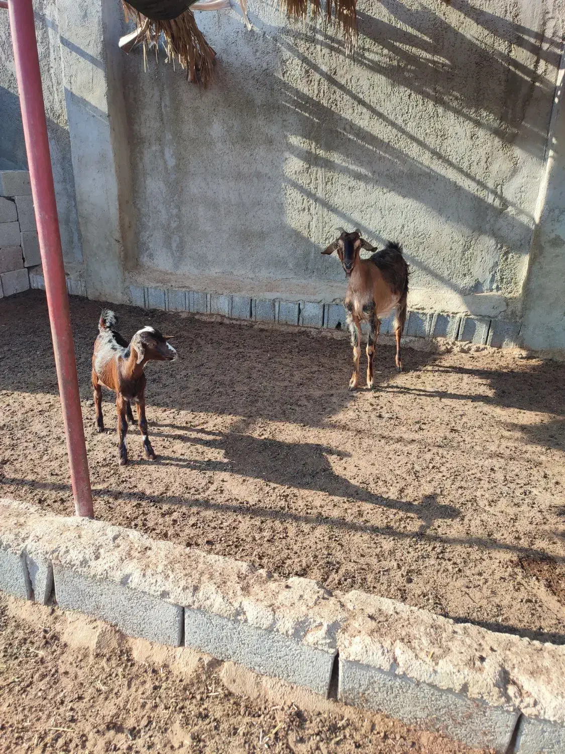 بز. کهره .میش|حیوانات مزرعه|چغادک, |دیوار