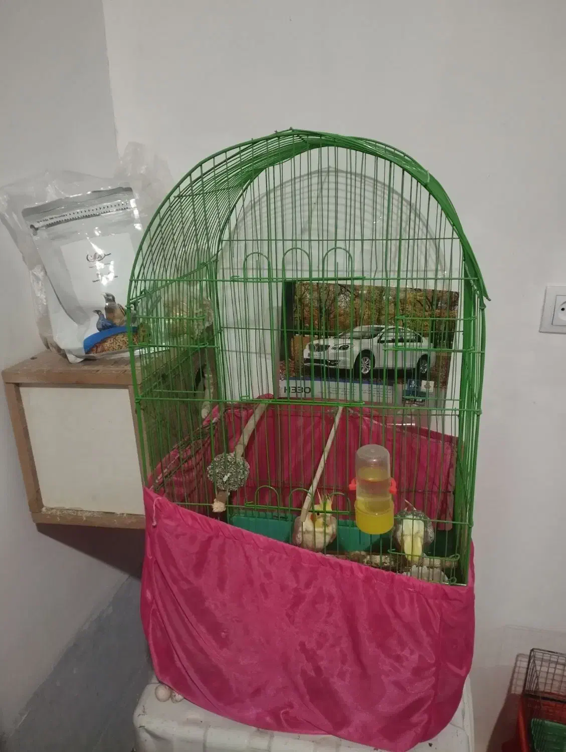 یک جفت عروس هلندی روی تخم|پرنده|عنبرآباد, |دیوار