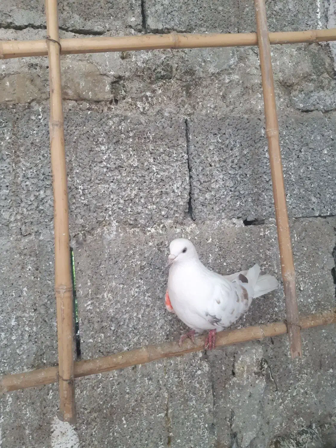 کبوتر پرشی|پرنده|رشت, منظریه|دیوار