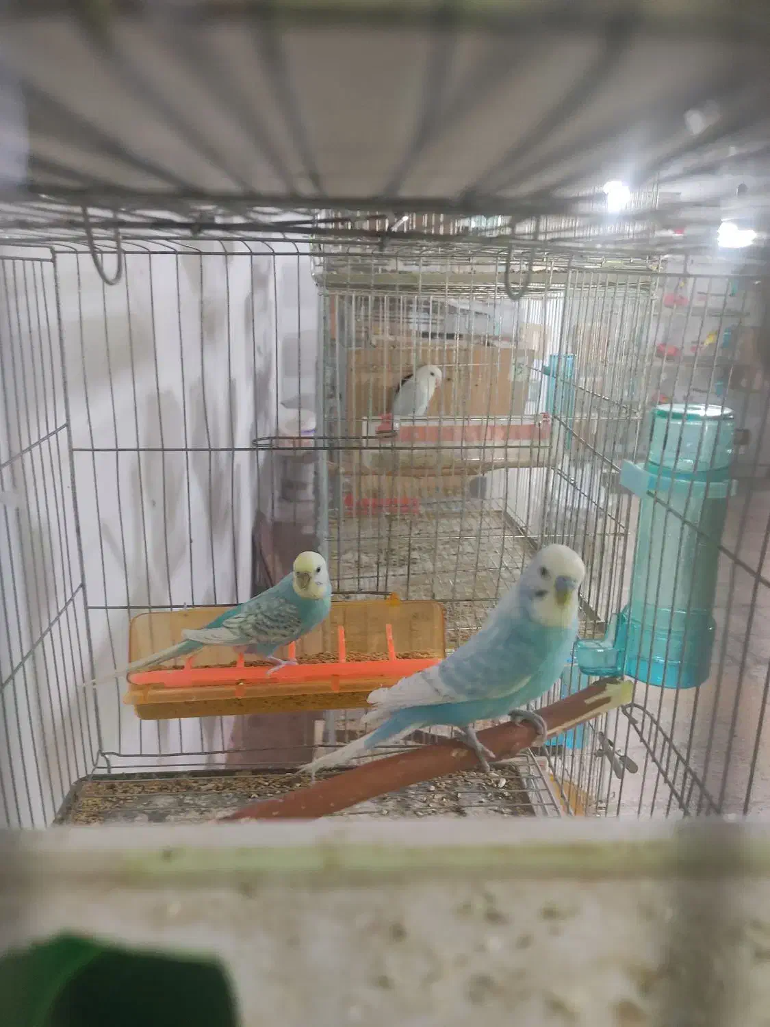 مرغ عشق اسپانگل رینبو با تخم|پرنده|فولادشهر, بوستان خلیج فارس|دیوار