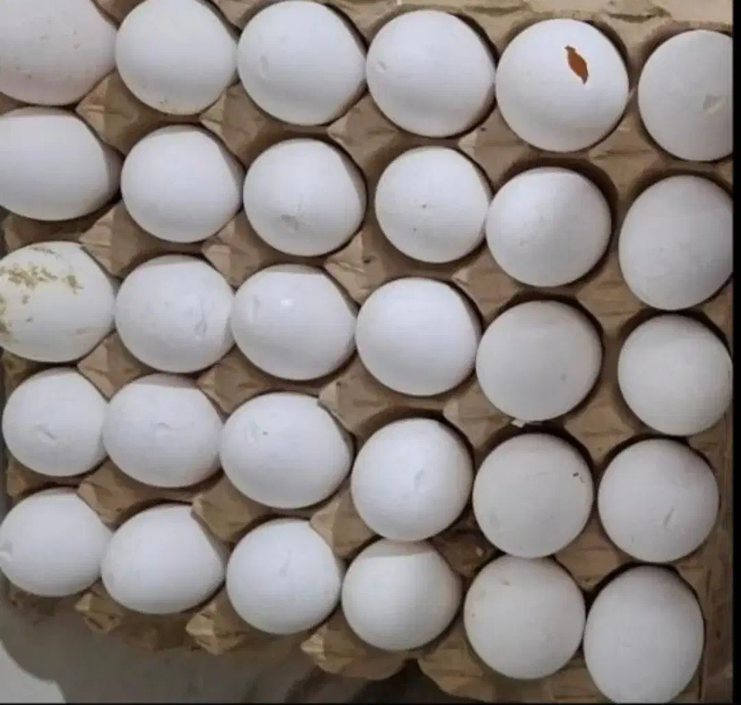 تخم مرغ نوک زده|خوردنی و آشامیدنی|قم, بنیاد|دیوار