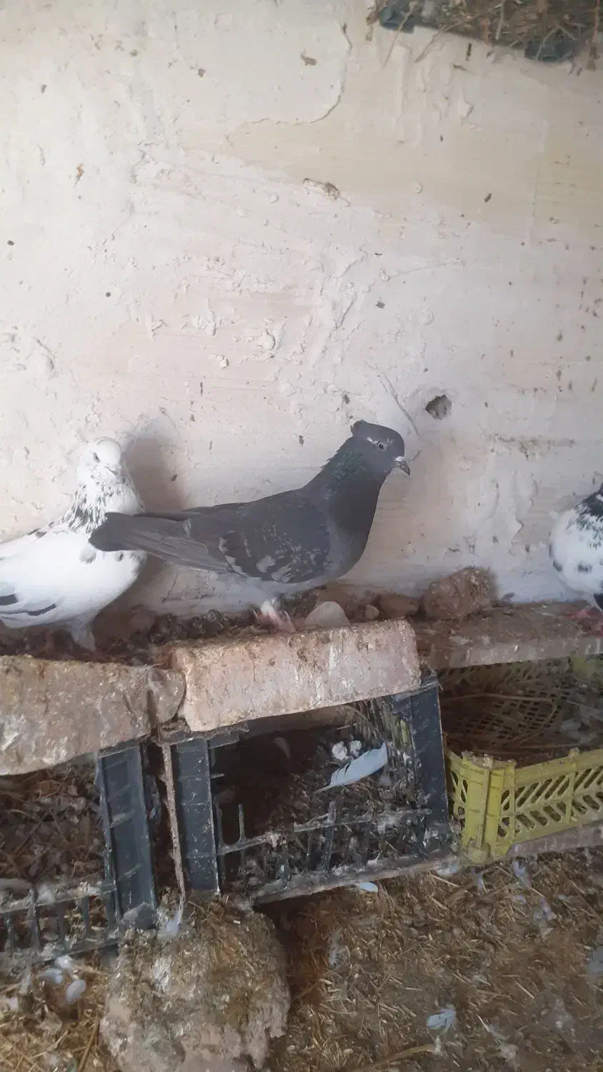 گفتراوچان|پرنده|ایجرود, |دیوار