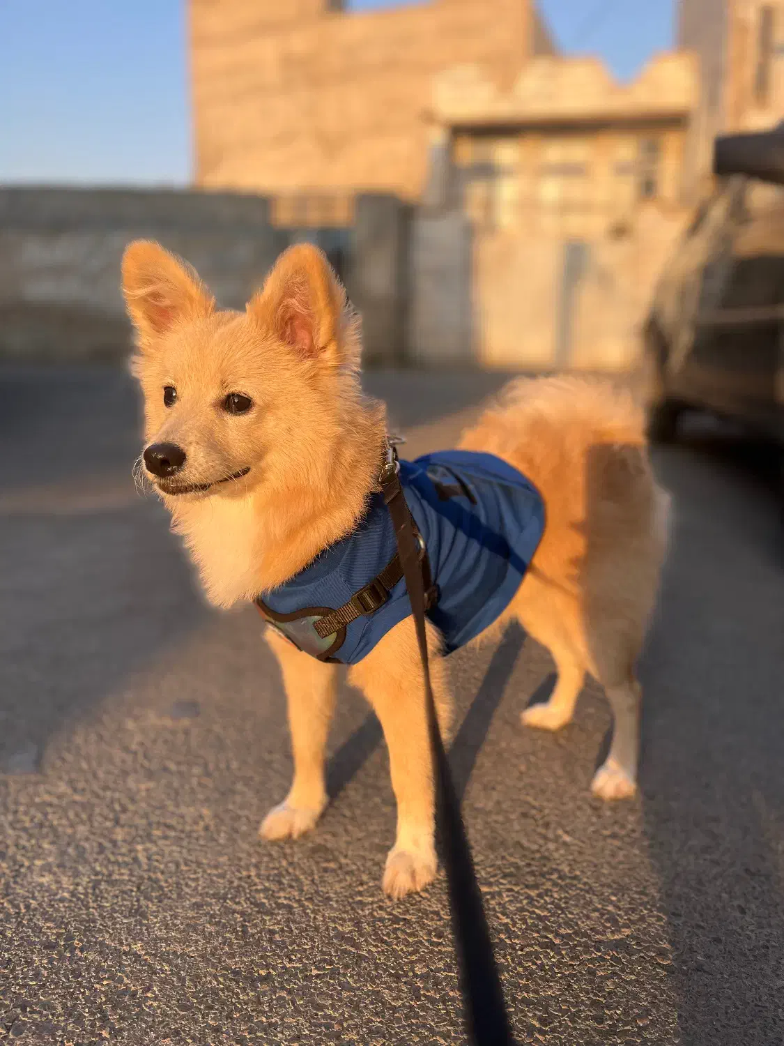 گمشده محدوده هشتگرد|حیوانات|هشتگرد, هشتگرد قدیم|دیوار