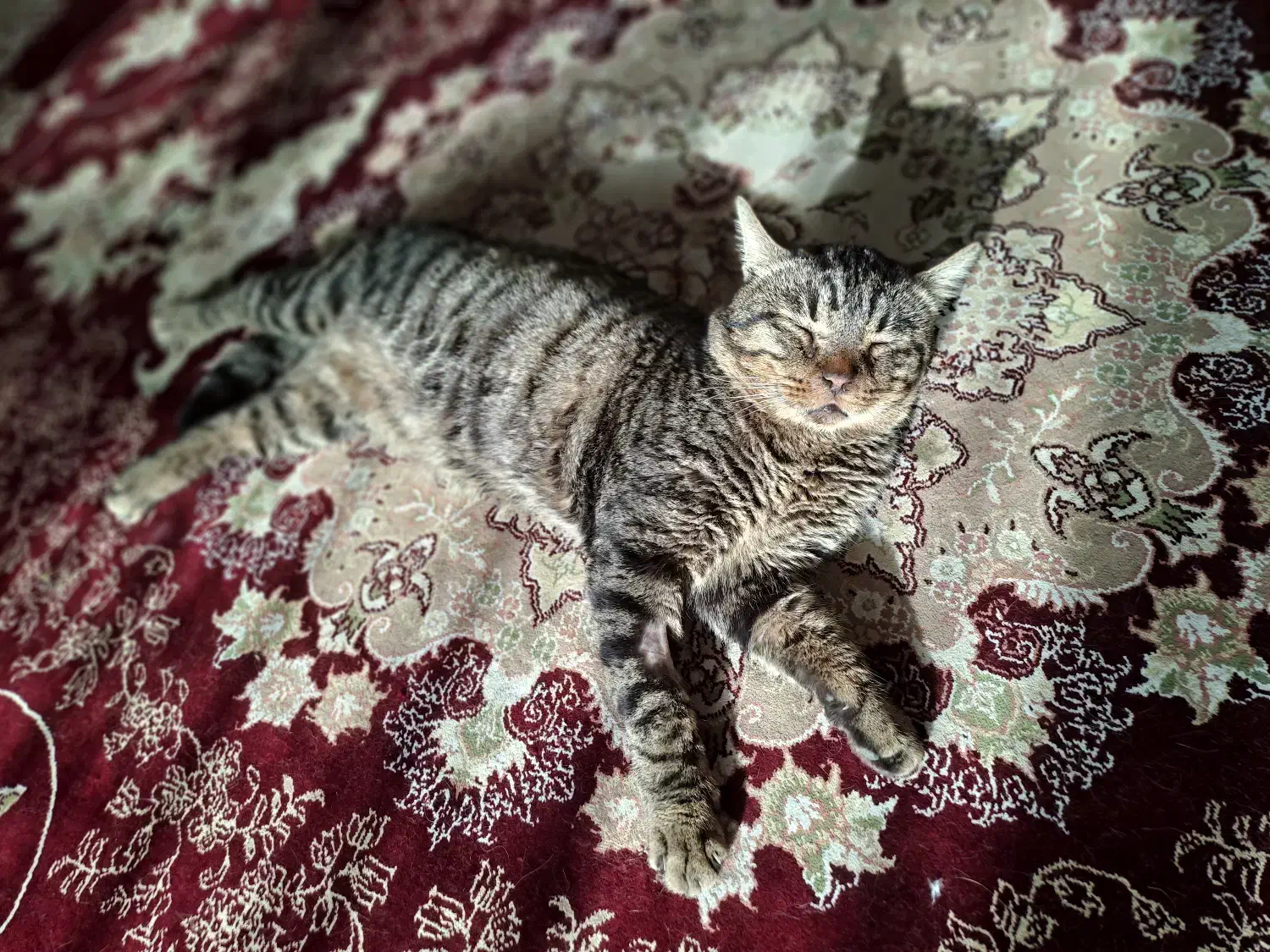 گربه گمشده|حیوانات|مشهد, دانشجو|دیوار