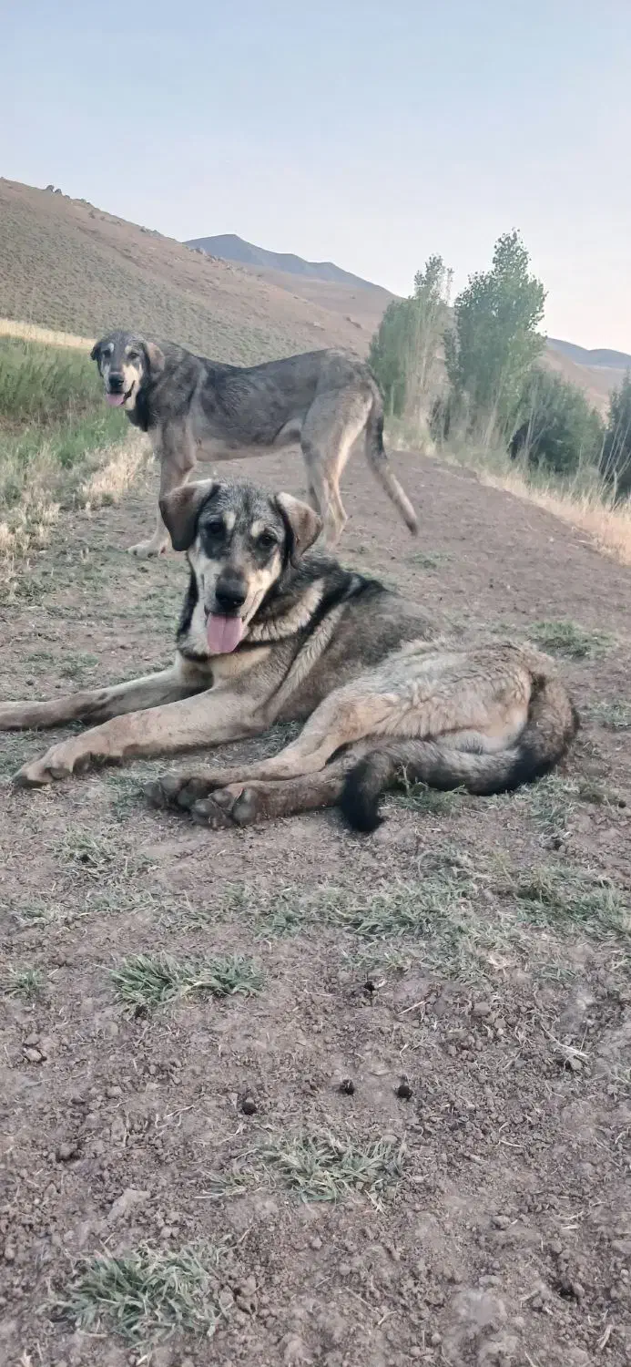 توله عراقی ۱۵ماهه|حیوانات|نقده, |دیوار