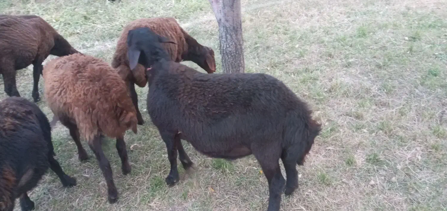 بره نر قره قزل افشار اصل برای نسل کشی|حیوانات مزرعه|زنجانرود, |دیوار