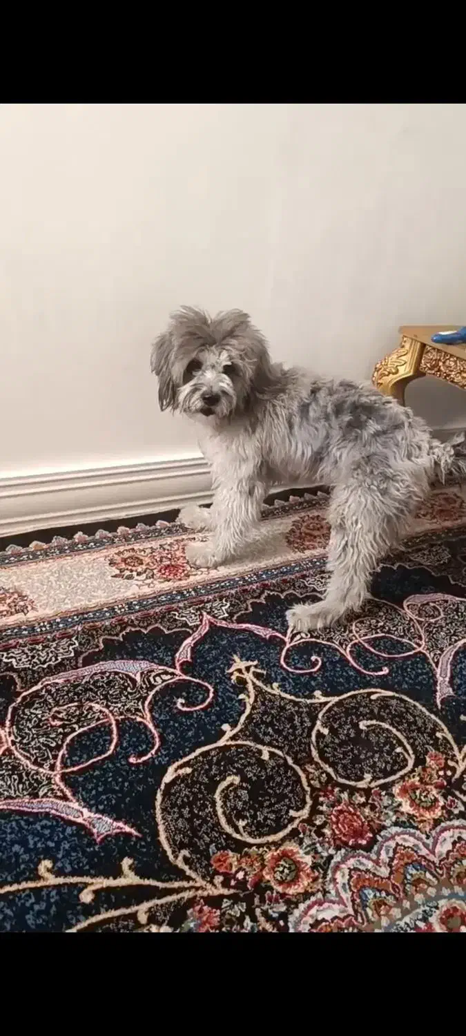 واگذاری سگ|سگ|بندر ماهشهر, |دیوار