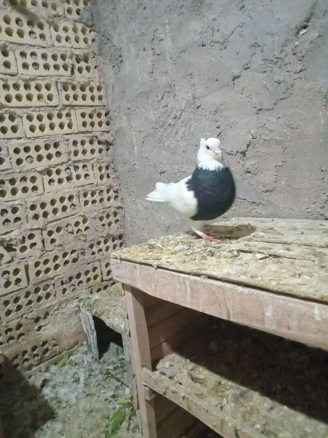 کبوتر نر|حیوانات|بروجرد, |دیوار