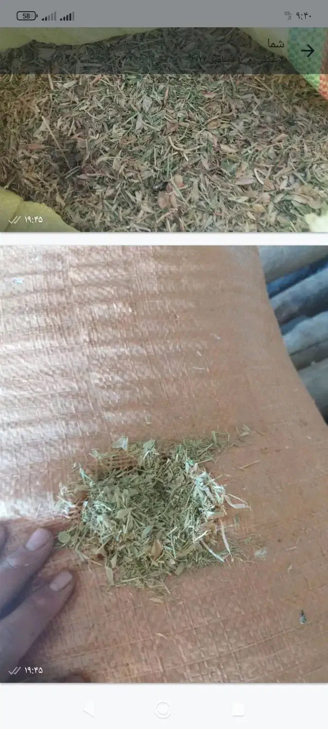 کاه‌عدس‌ سبز|لوازم جانبی حیوانات|رشت, کوی عرفان|دیوار