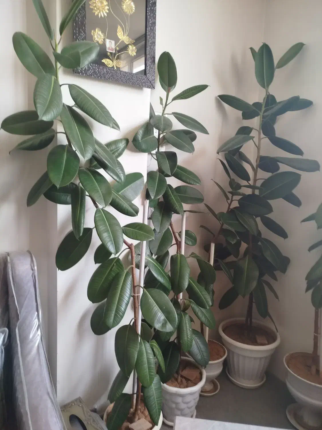 فروش گیاهان اپارتمانی|گل و گیاه طبیعی|شهرکرد, |دیوار