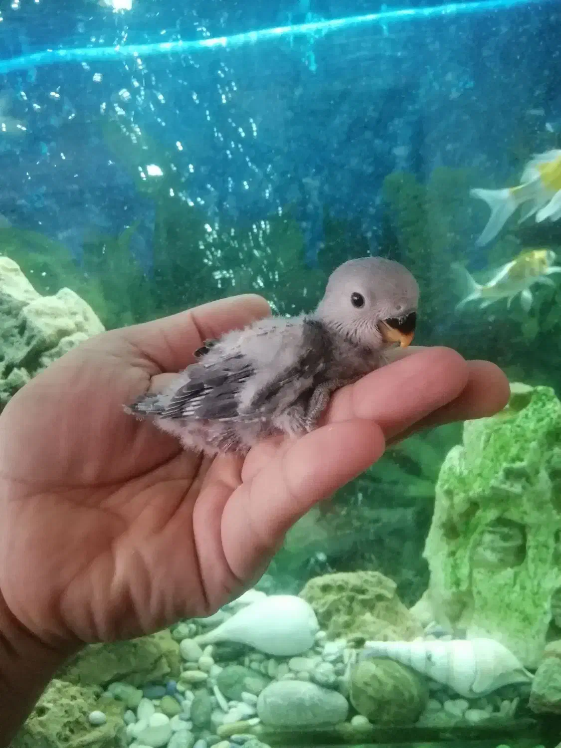 طوطی برزیلی سرلاکی نژاد وایت فیس|پرنده|مهاباد (آذربایجان غربی), |دیوار