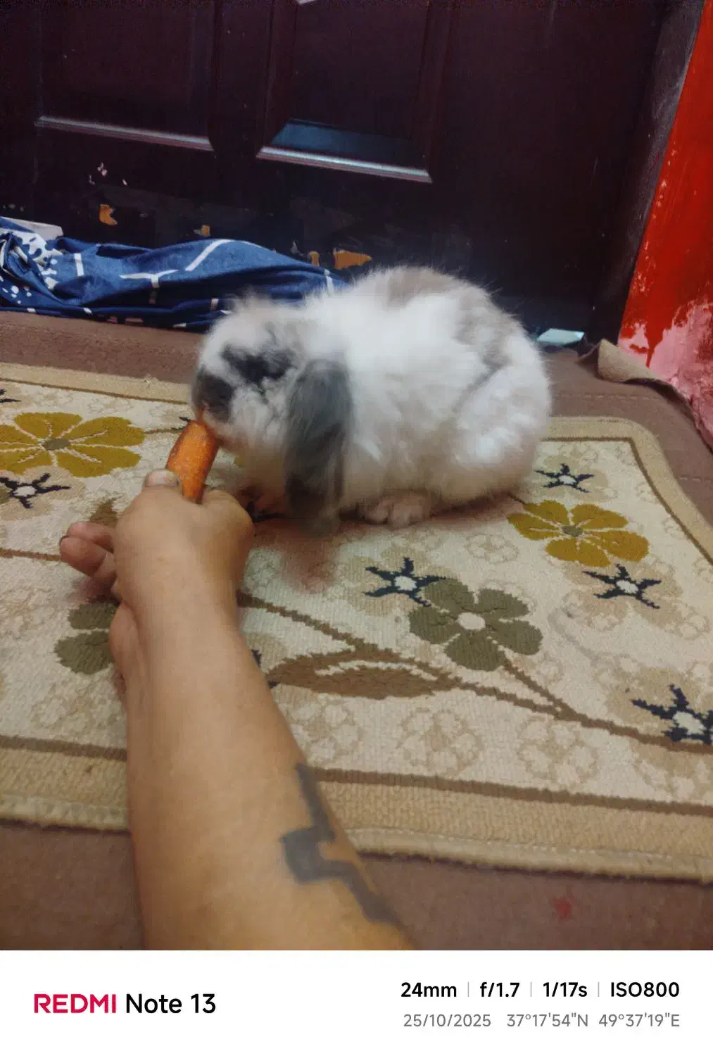 به علت نداشتن جا|موش و خرگوش|رشت, انصاری|دیوار