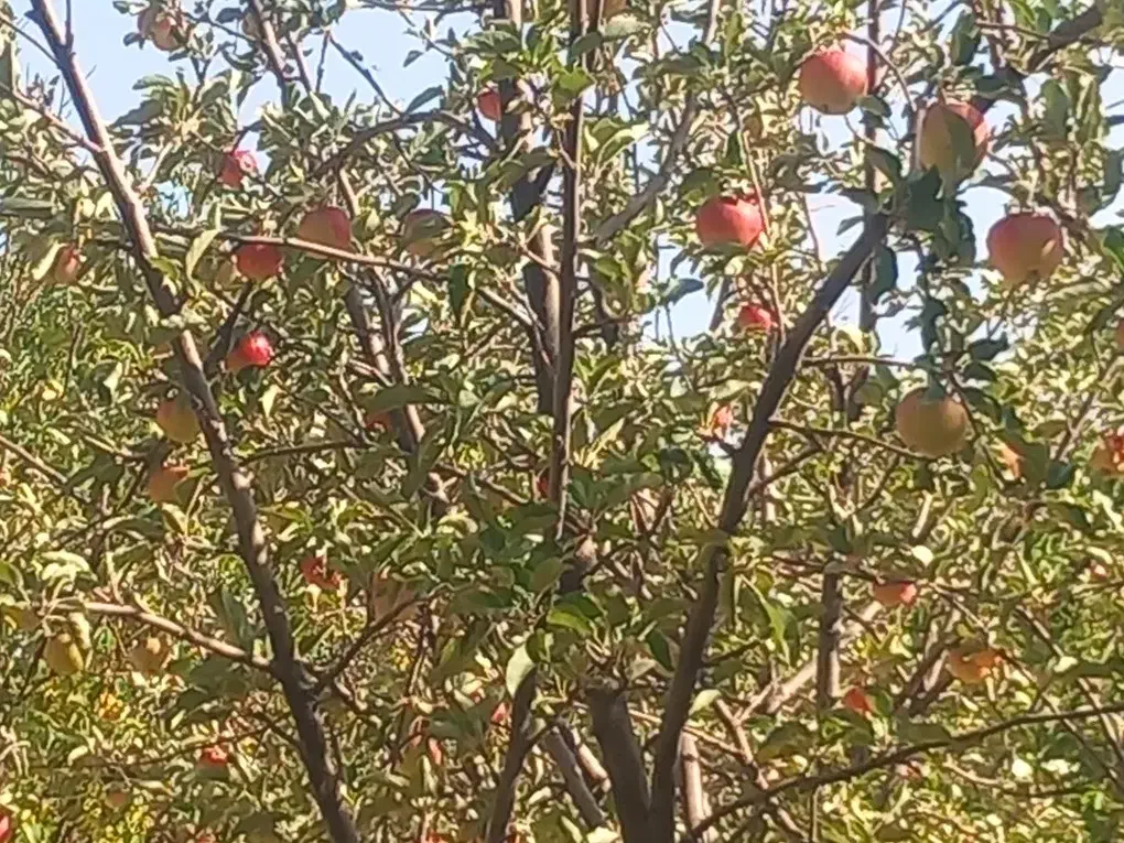 باغ ۱۵۰۰متری ثمردار|فروش دفتر صنعتی، کشاورزی، تجاری|دهگلان, |دیوار