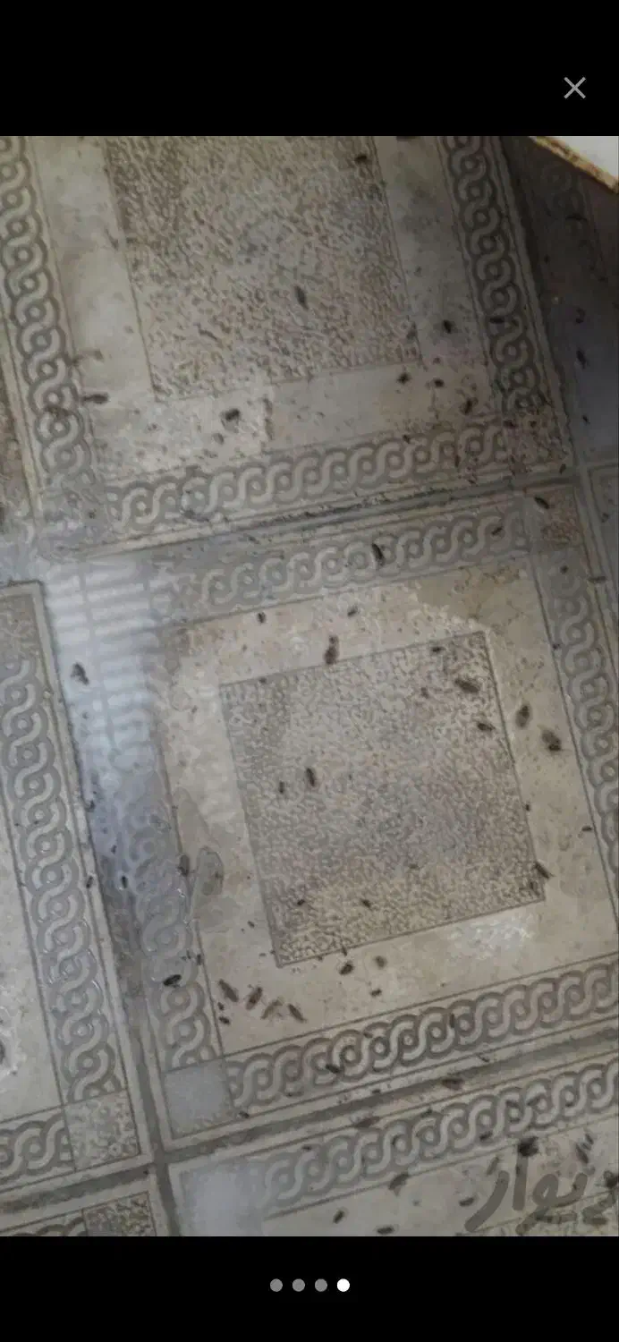 سمپاشی ساس سم پاشی کنه وسوسک وحشرات|خدمات نظافت|نسیم‌شهر, |دیوار