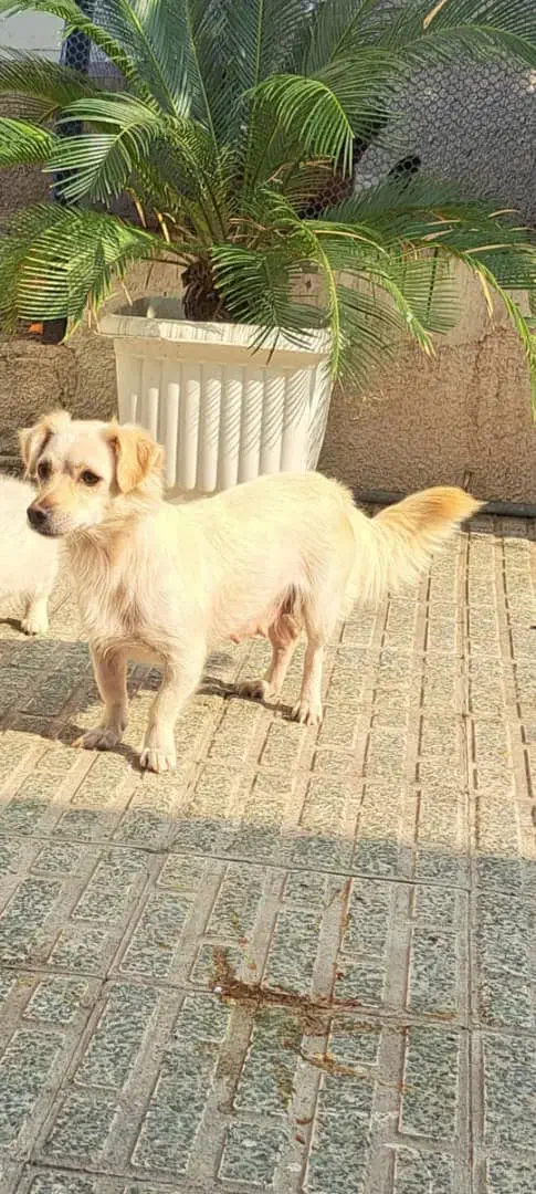 واگذاری سگ پاکوتاه نژاد اشپیتز|سگ|قائمشهر, |دیوار