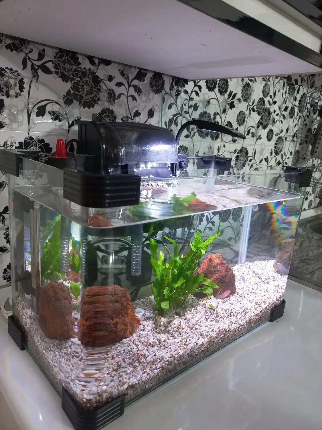 اکواریوم شیشه خم شرکتی با کلیه وسایل|ماهی|قم, شهرک سازمان آب|دیوار