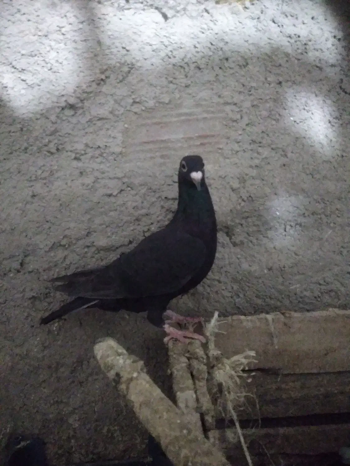 کبوترزاغ فروشی|پرنده|آشخانه, |دیوار