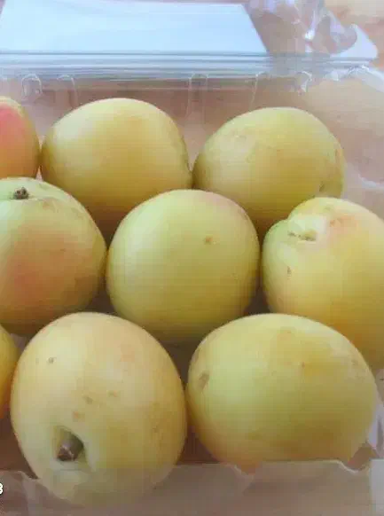 پیشفروش نهال زردآلو شاملو|خدمات باغبانی و درختکاری|تایباد, |دیوار