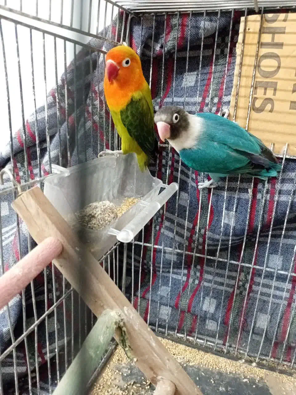 کتولهجفتوتک|پرنده|مشهد, کشف|دیوار