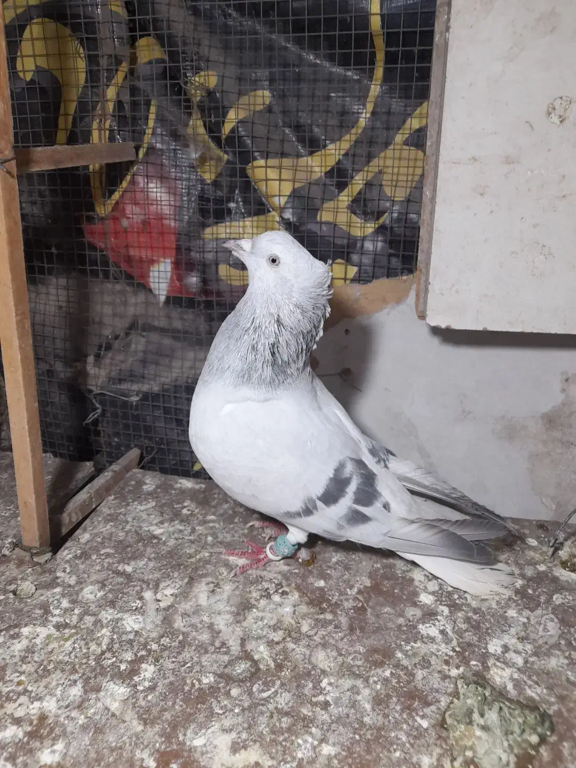 چندتا حیوان هم رنگی هم پرشی|پرنده|قزوین, |دیوار