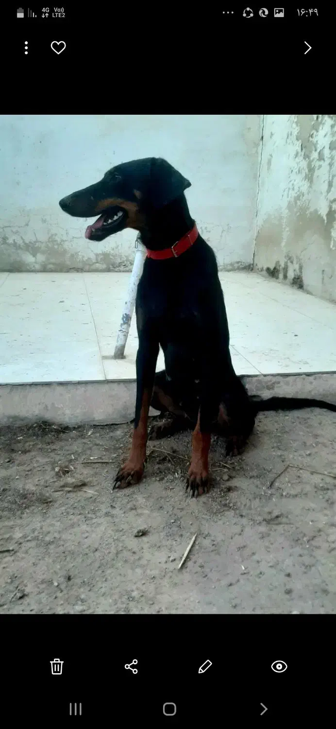 سگ ژرمن،دوبرمن،بومی|سگ|اصفهان, بهارستان|دیوار