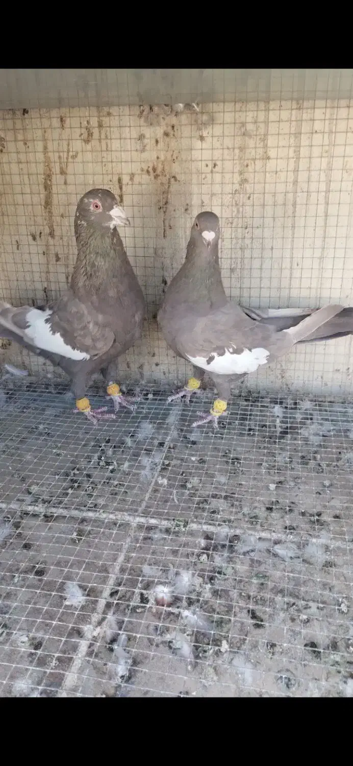 سرک نر وماده پا بلند|پرنده|لنجان, |دیوار