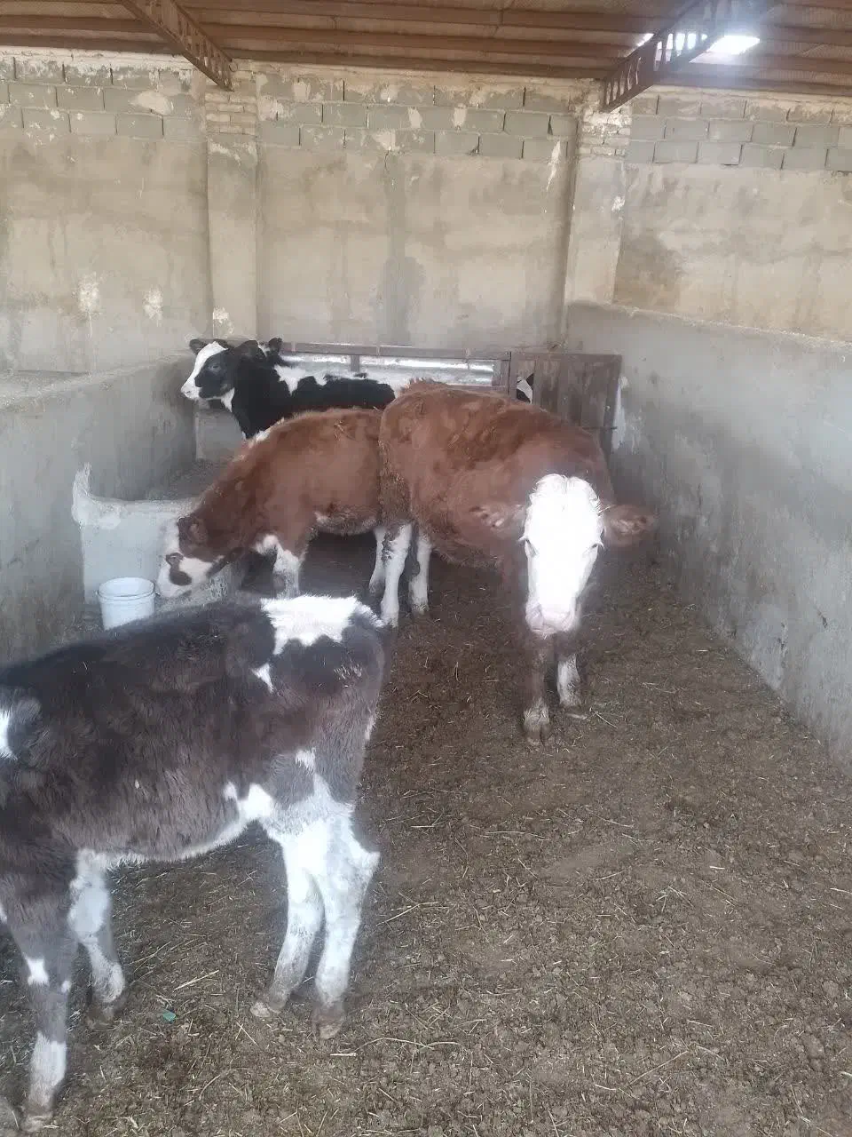 فروش ۵ راس گوساله ماده|حیوانات مزرعه|پاکدشت, پاکدشت (مامازند)|دیوار