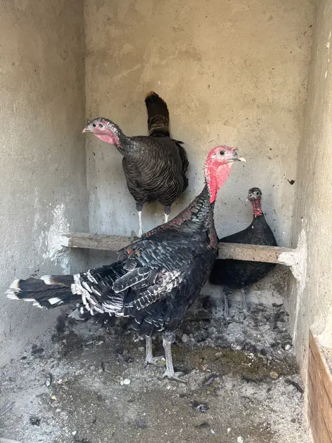 بوقلمون ارگانیک|حیوانات مزرعه|شهریار, شهرک امیریه|دیوار