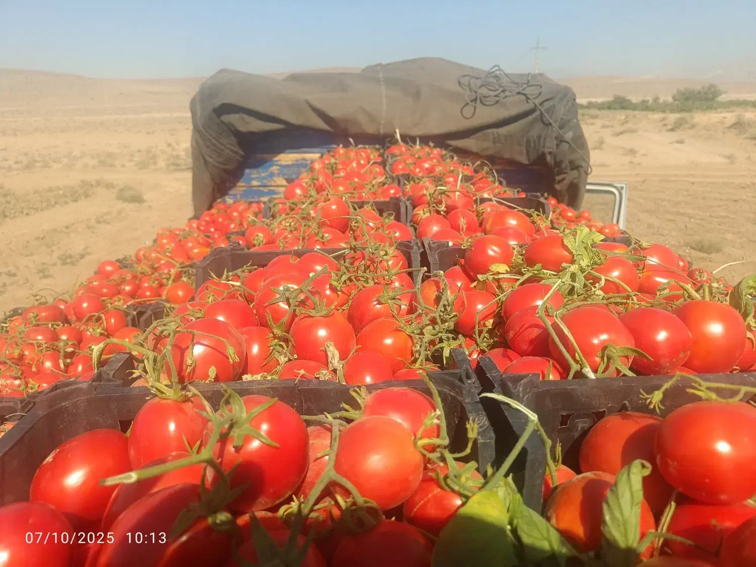 با سلام فروش گوجه میدانی|خوردنی و آشامیدنی|سرچهان, |دیوار