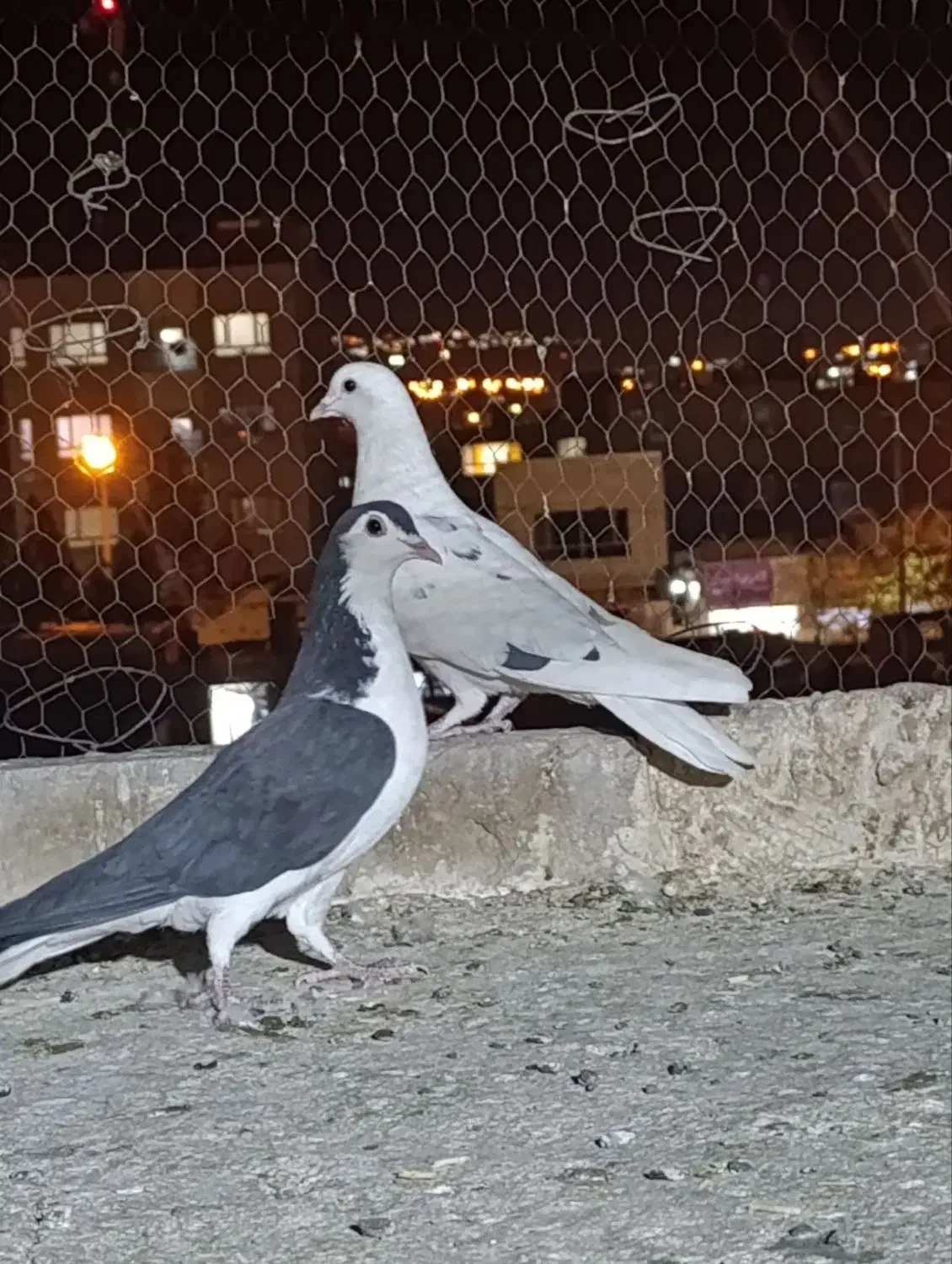 کفتر|پرنده|سرایان, |دیوار