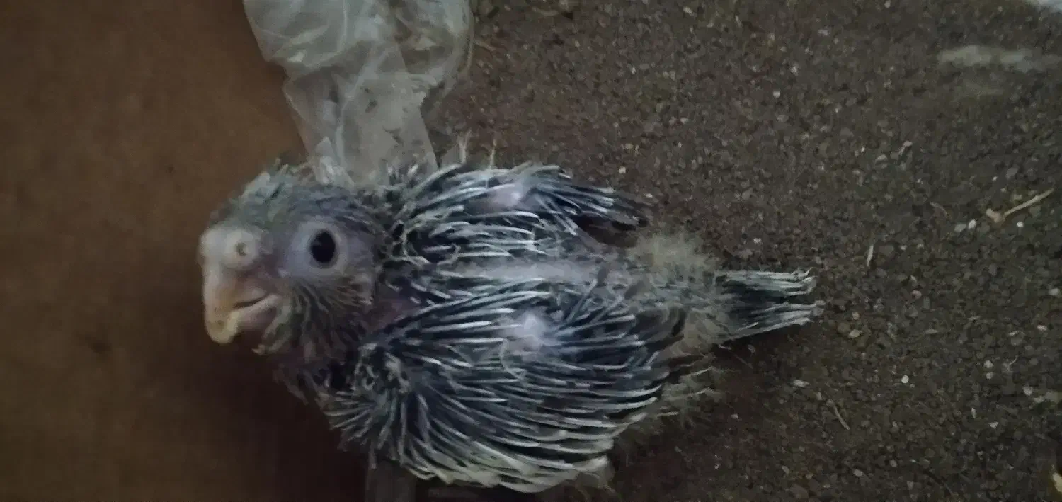 عروس هلندی جوجه|پرنده|کوثر, |دیوار