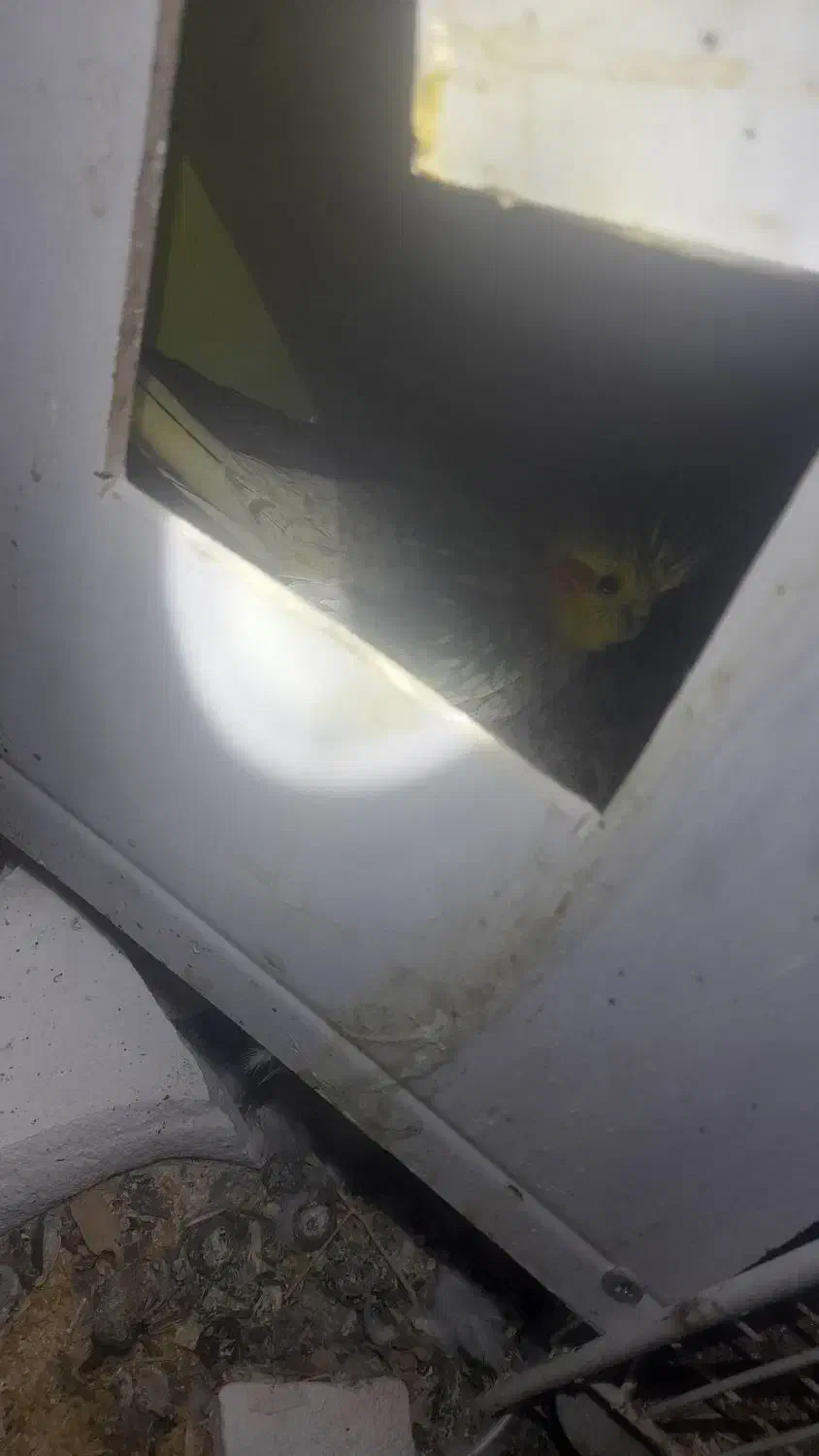 عروس هلندی|پرنده|شهرآباد, |دیوار