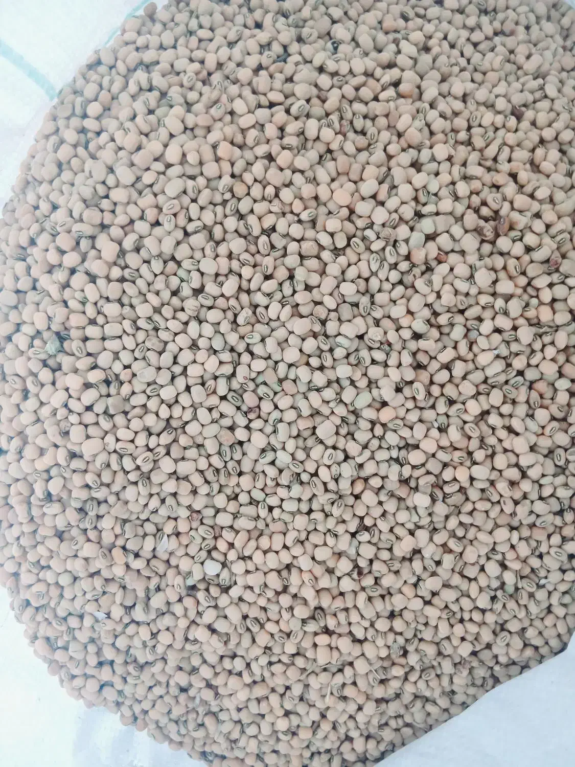 لوبیا اشی ریز۲۰۰ کیلو|خوردنی و آشامیدنی|دره شهر, |دیوار