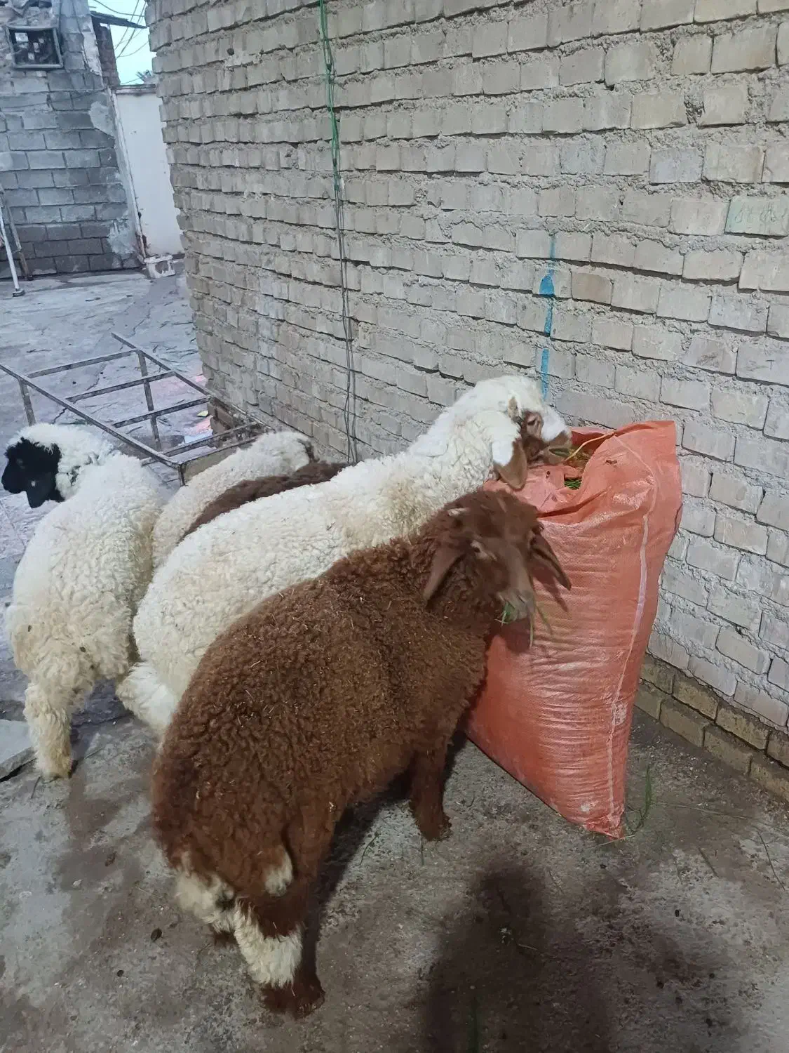 بره یاگوسفند|حیوانات مزرعه|اهواز, منازل کارون|دیوار