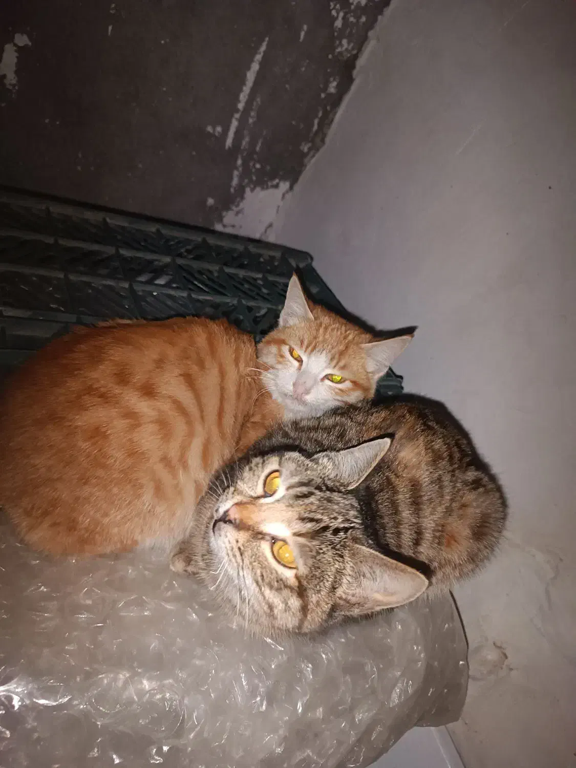 گربه|گربه|مراغه, |دیوار