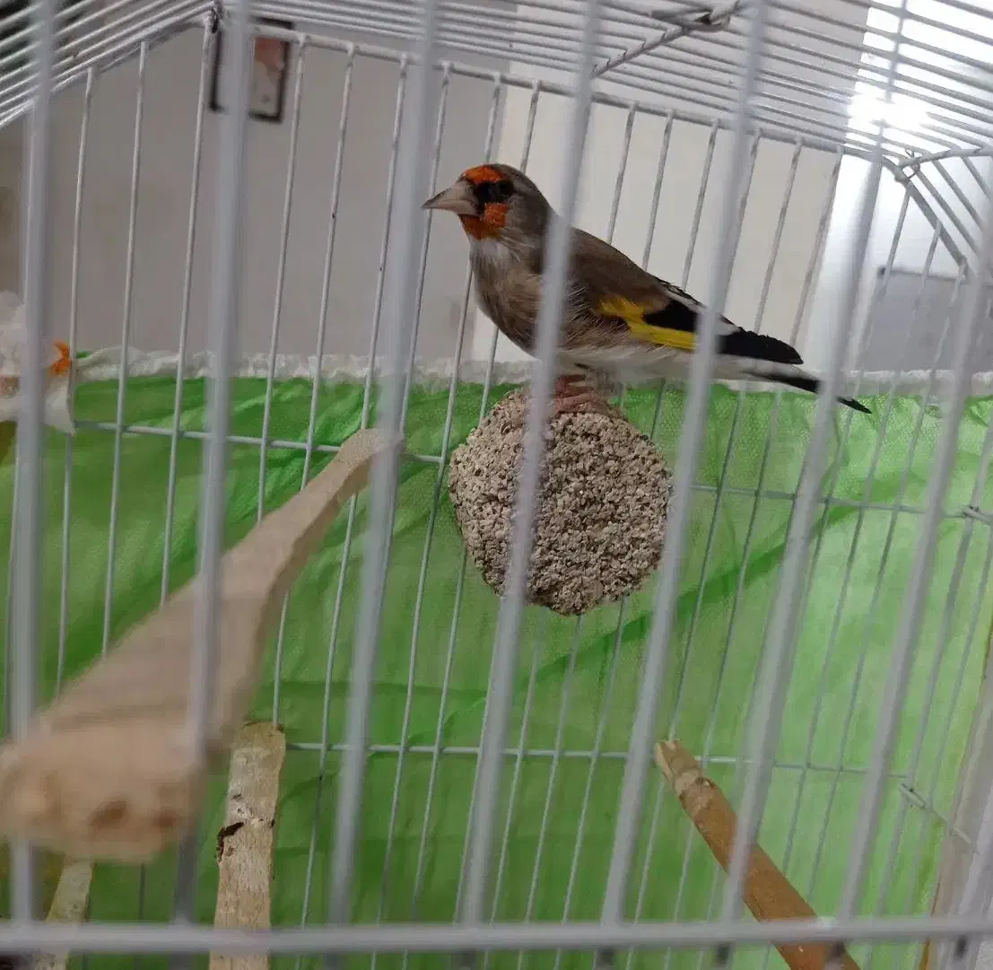 سهره|پرنده|مشهد, مقدم|دیوار