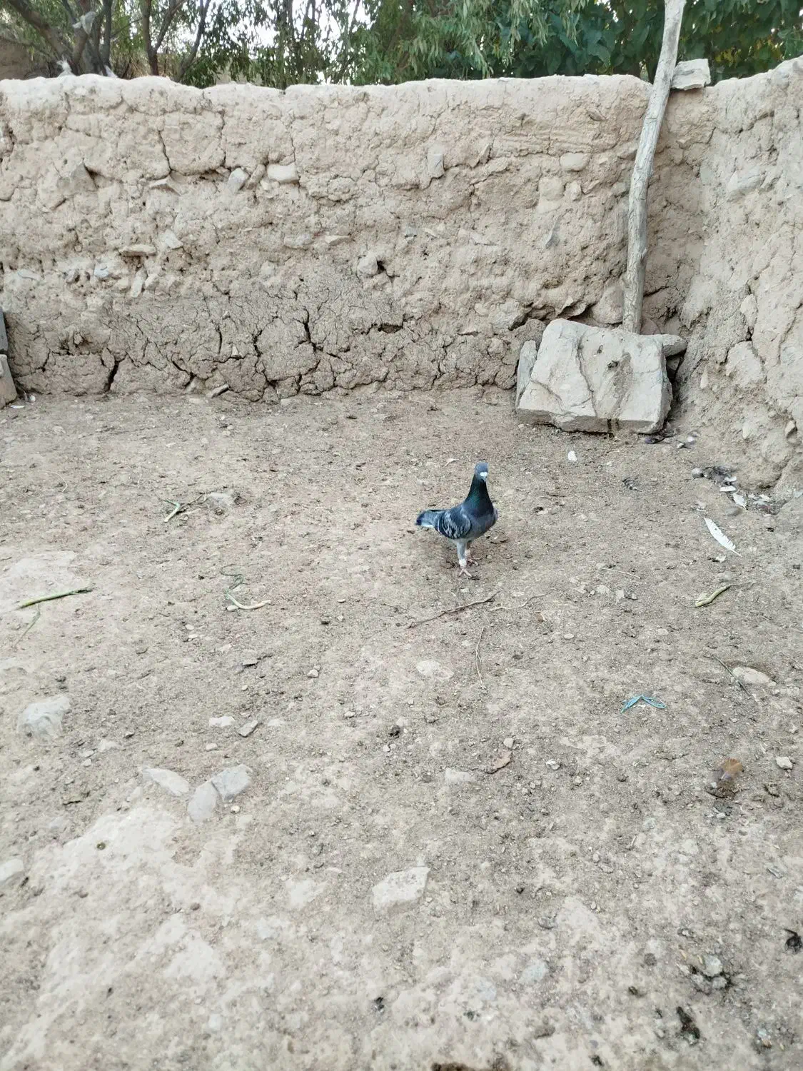 کفتر|پرنده|شیروان (خراسان), |دیوار