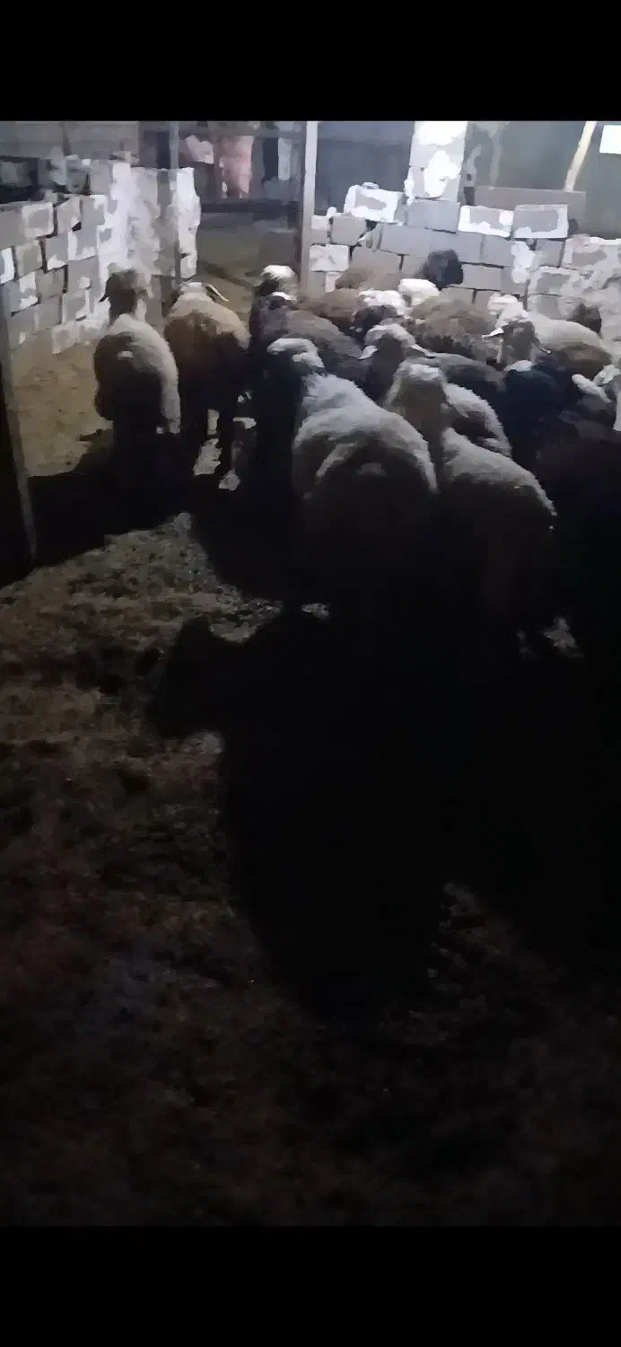 ۶۵راس بره|حیوانات مزرعه|دهدشت, |دیوار