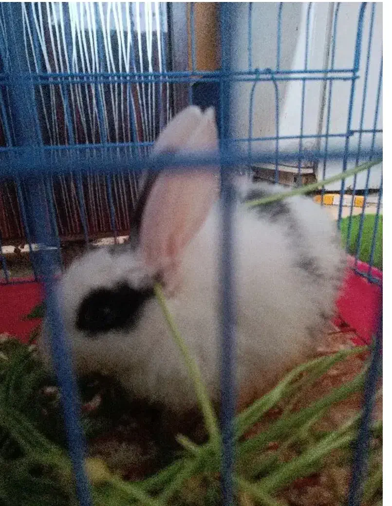 خرگوش اهلی|موش و خرگوش|رشت, شهریاران|دیوار