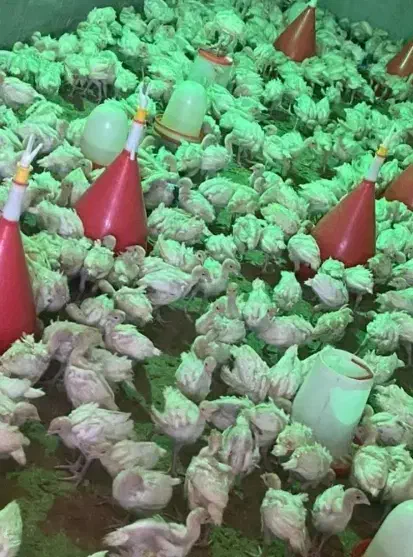 بو.قلمون نیم کیلویی گوشتیی|پرنده|اصفهان, آزادگان|دیوار