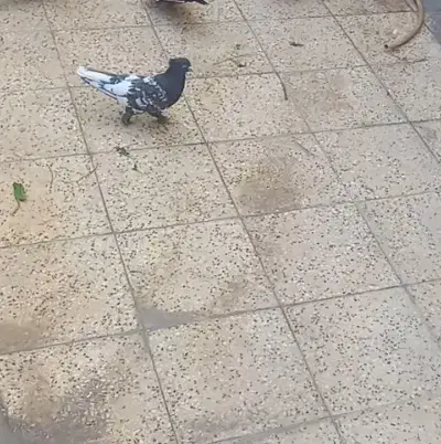 کله سرکه ای کاکل پاپر|پرنده|شیراز, شاهجیان|دیوار