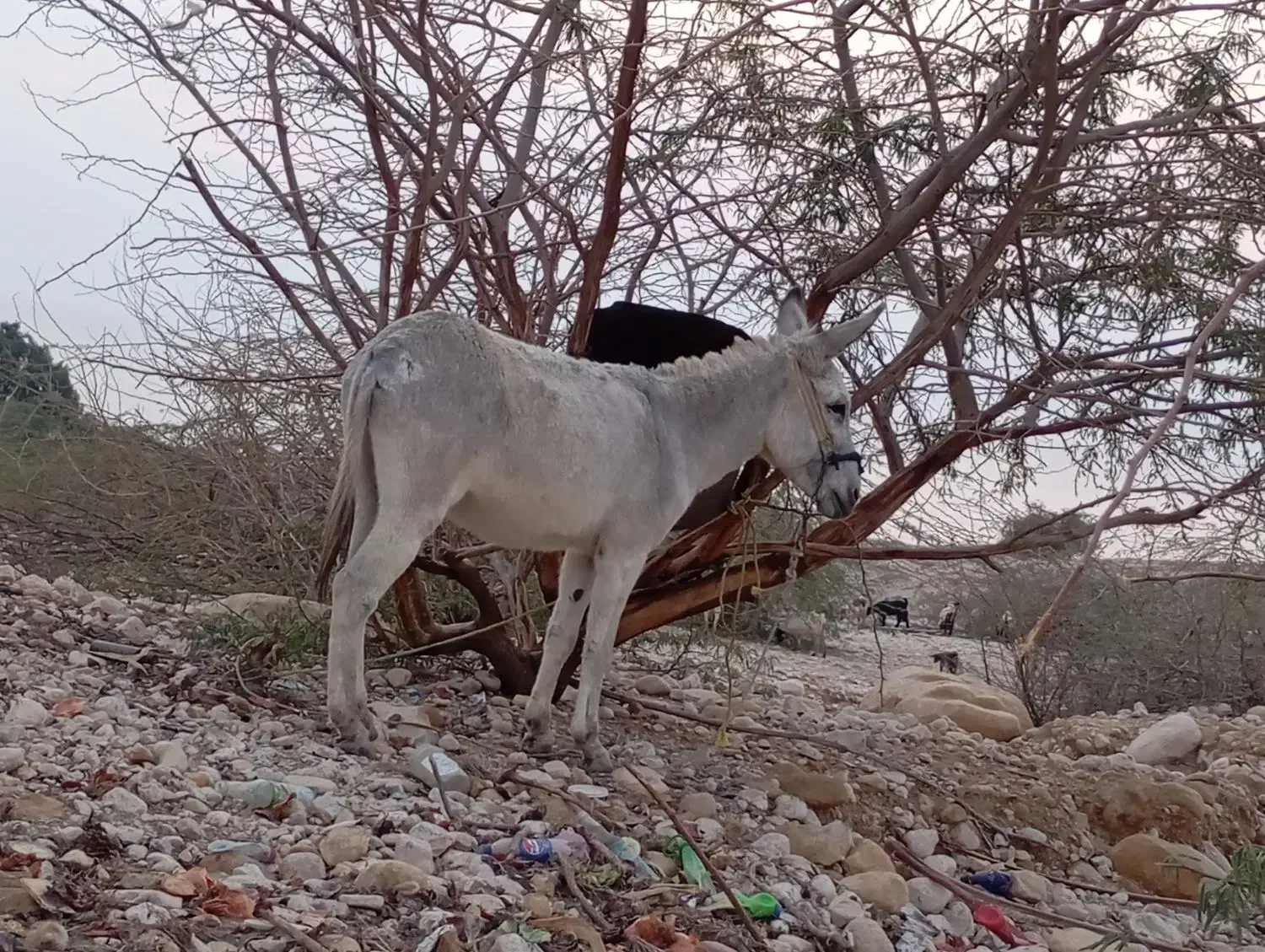 کنگان|حیوانات مزرعه|بوشهر, |دیوار