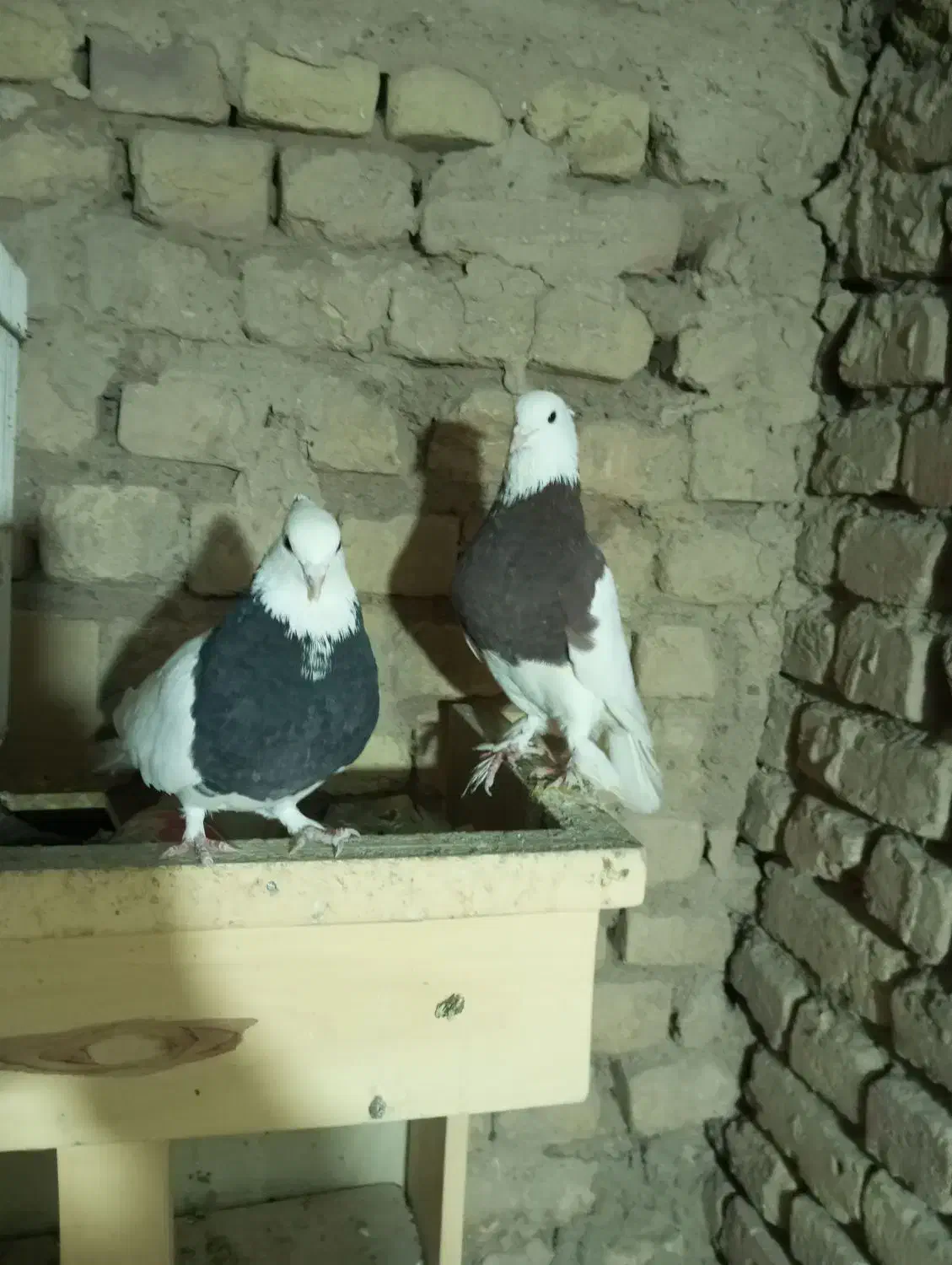 یک جفت کفتر طوقی سیا و سورخ|پرنده|بردسکن, |دیوار