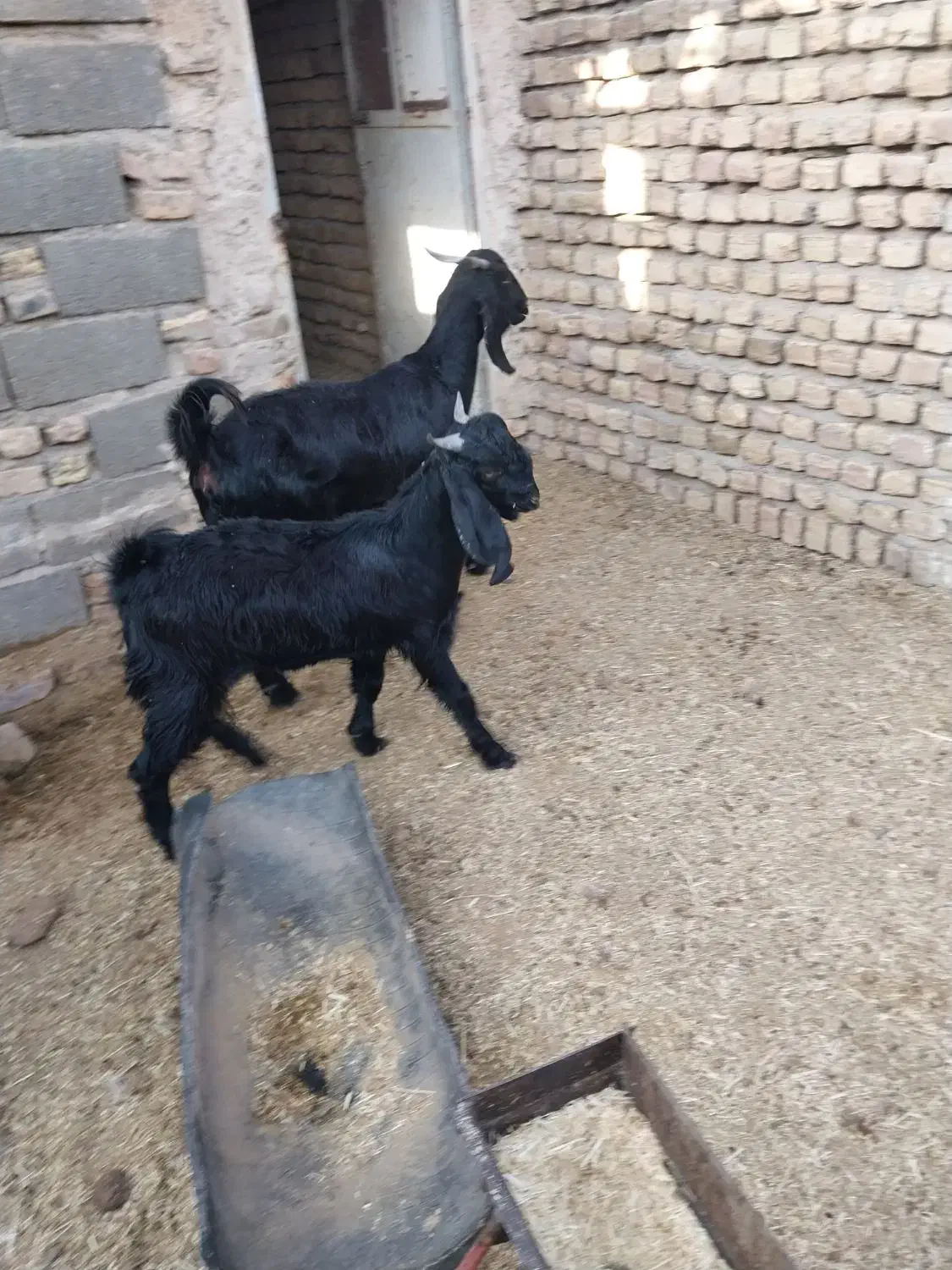 بز فروشی|حیوانات مزرعه|فیروزه, |دیوار